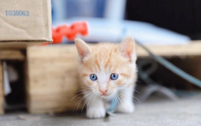 猫根本不爱叫对主人喵喵叫其实是猫给主人设下的陷阱