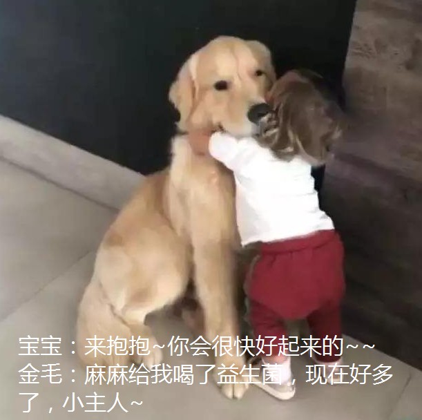 狗狗呕吐黄沫子怎么办