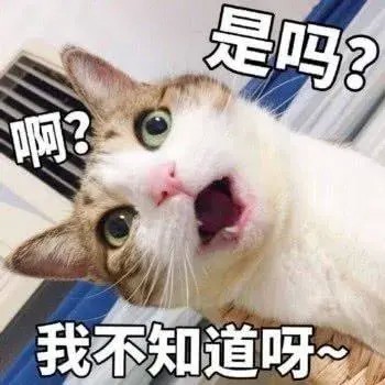 嘘别让猫咪知道悄悄告诉你关于它们的10个小秘密