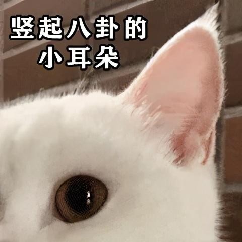 猫耳朵的4个小秘密！请不要在它生气的时候还去招惹它