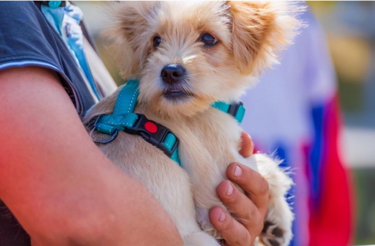 养小型犬的感受就像买了一个迷你挂件十分粘人