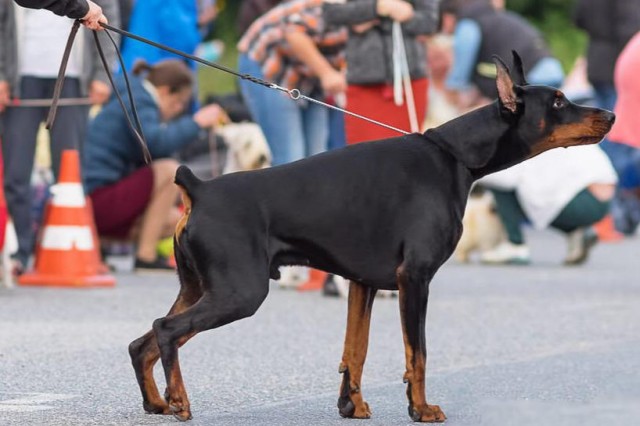 十分凶猛犬种之一