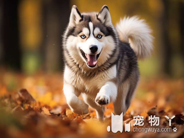 罗威纳犬是否具有攻击性？