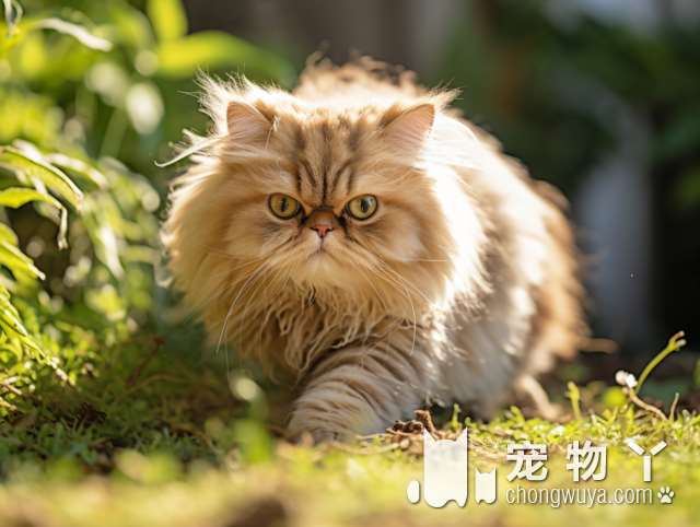 波斯猫的成长极限？