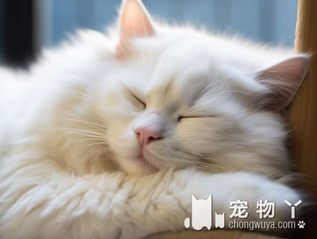 猫和布偶猫的区别？